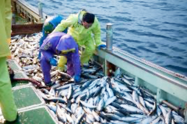 漁をする漁業従事者たち