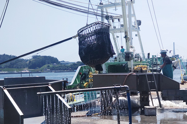 水産物の水揚げ風景